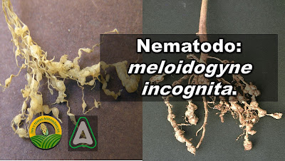 Resultado de imagen para nematodo agallador